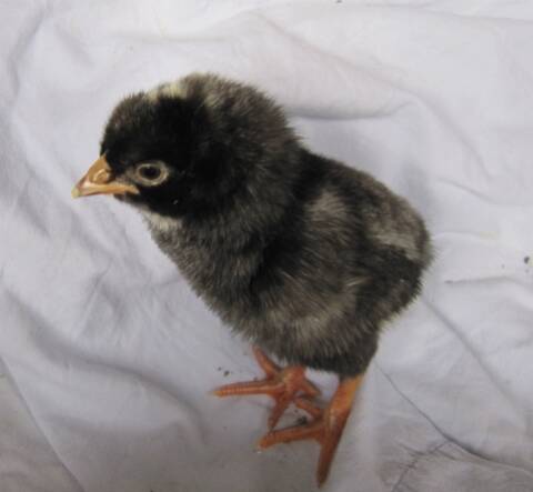 Evolution De Poussins Coucou De Rennes Evolution De Poussins Coucou De Rennes