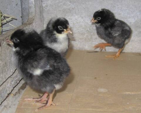Evolution De Poussins Coucou De Rennes Evolution De Poussins Coucou De Rennes