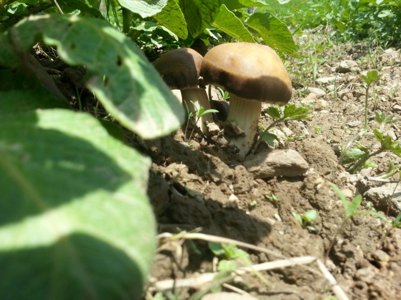 champignon au potager Champi13