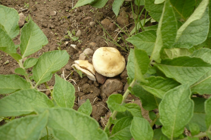 champignon au potager P1050912