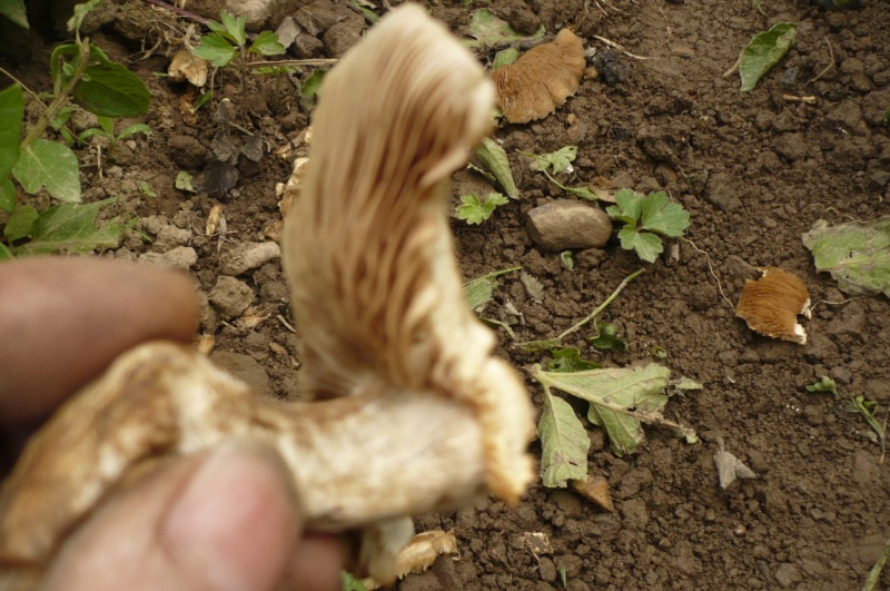 champignon au potager P1050913