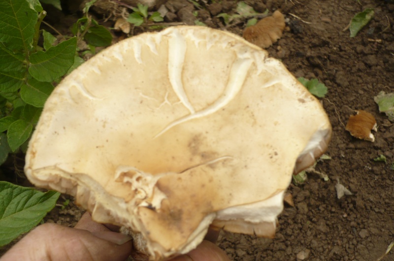 champignon au potager P1060010
