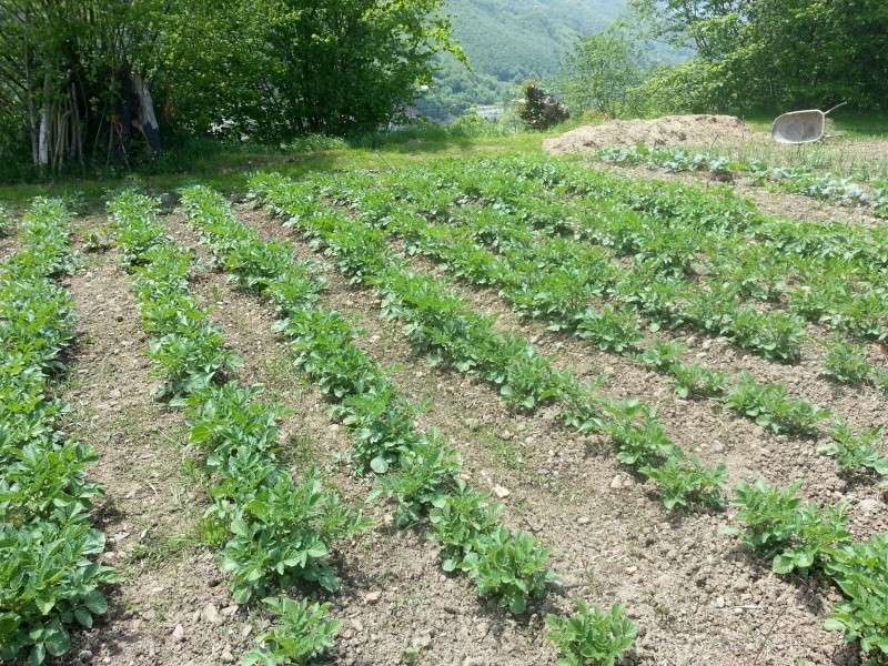 champignon au potager Pdtvag14