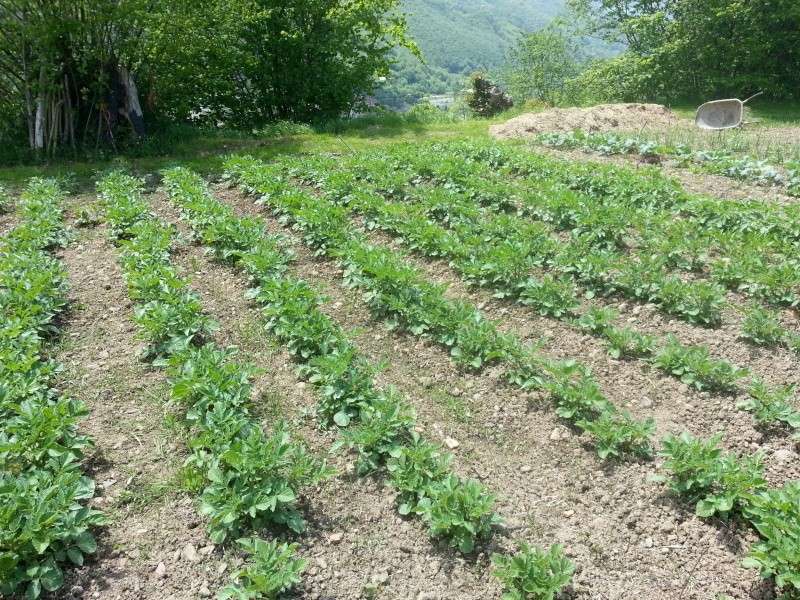 champignon au potager Pdtvag14