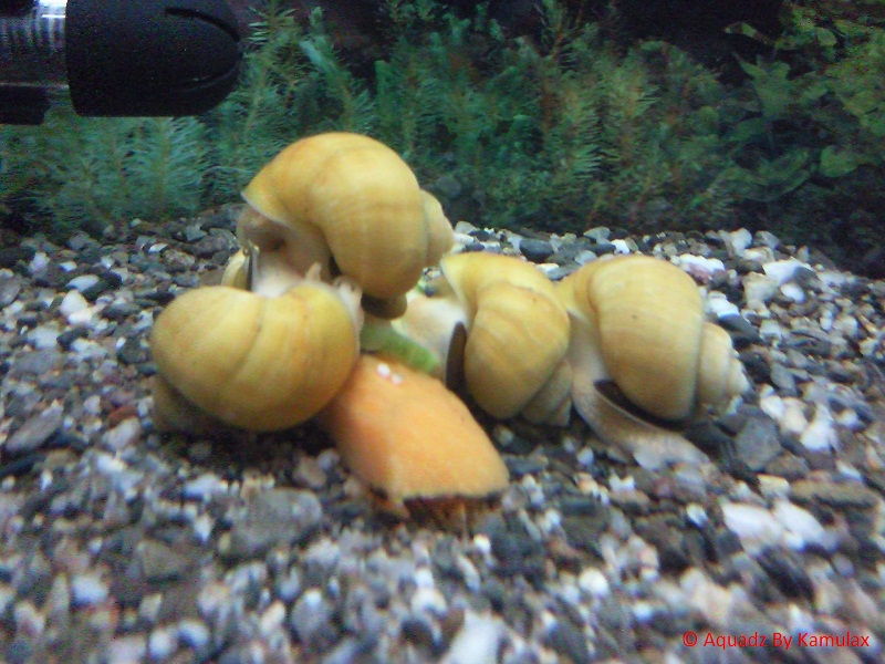 variétés d'escargots en aquariophilie  Photos17