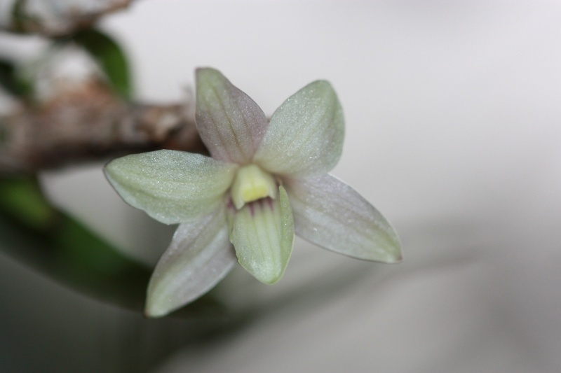 Dendrobium cuthbertsonii x victoria-reginae Img_7019