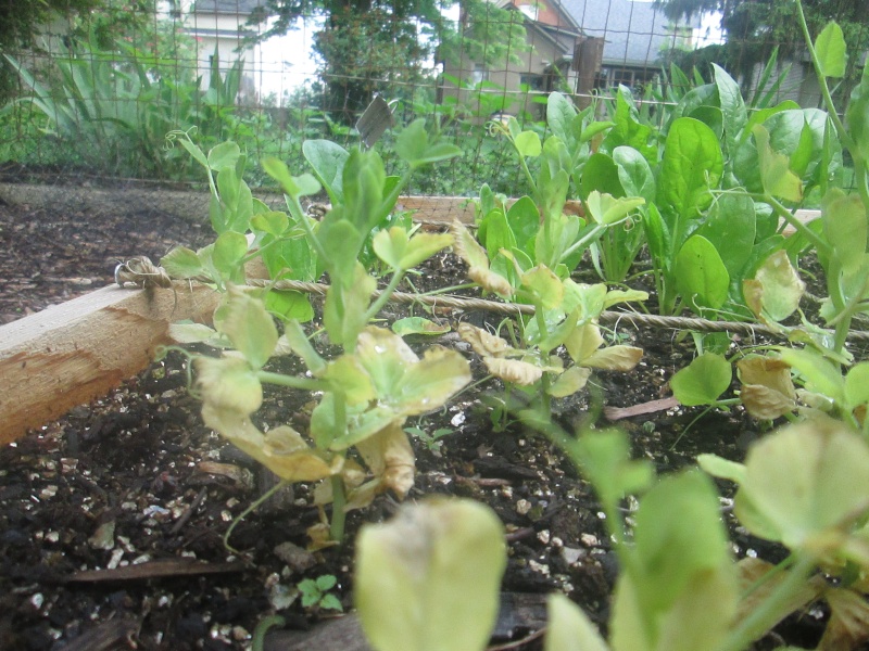 Peas leaves yellow (pics) Img_0116