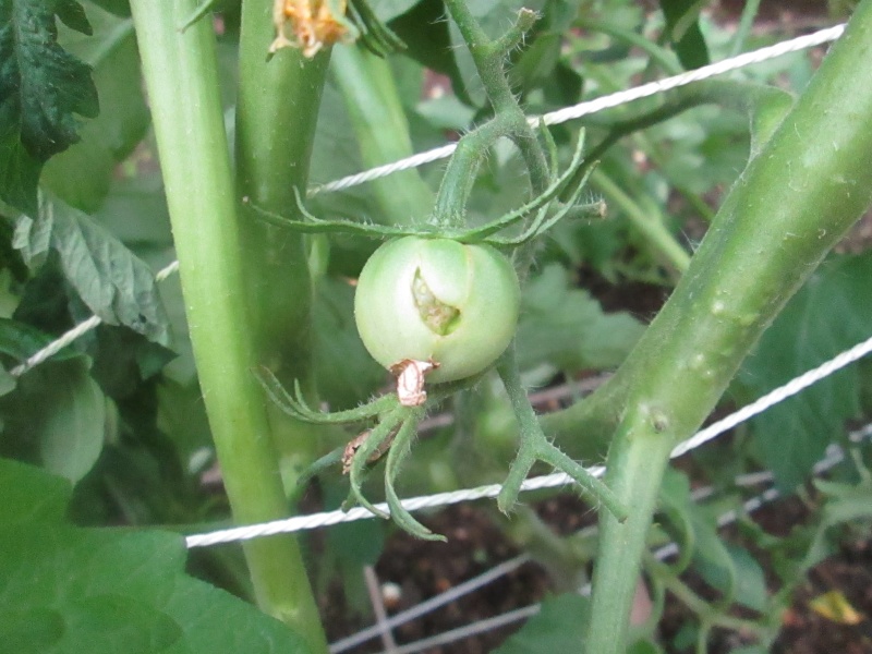 2013 Tomato Tuesday - N&C Midwest Img_0215