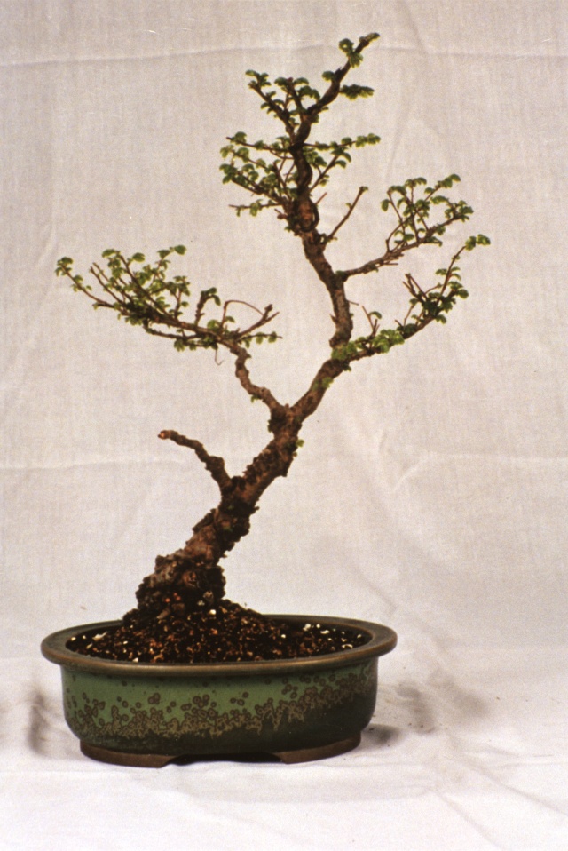 American Bonsai at the NC Arboretum - Page 2 Chines10