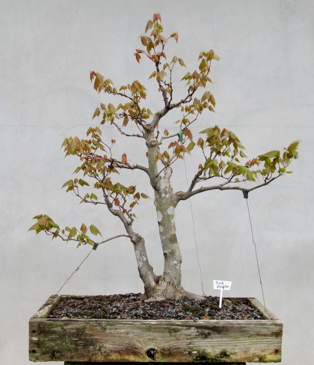 American Bonsai at the NC Arboretum - Page 2 Img_4913