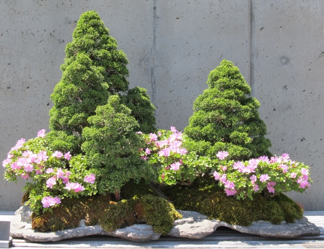 American Bonsai at the NC Arboretum - Page 2 Img_4914