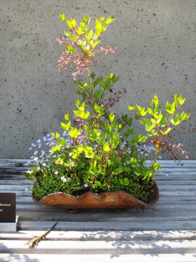 American Bonsai at the NC Arboretum - Page 2 Img_4915