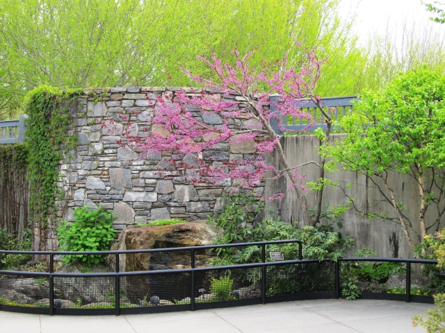American Bonsai at the NC Arboretum - Page 2 Img_5010
