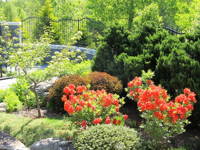 American Bonsai at the NC Arboretum - Page 3 Img_5111