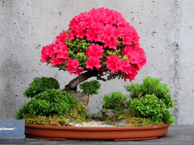 American Bonsai at the NC Arboretum - Page 2 Img_5213