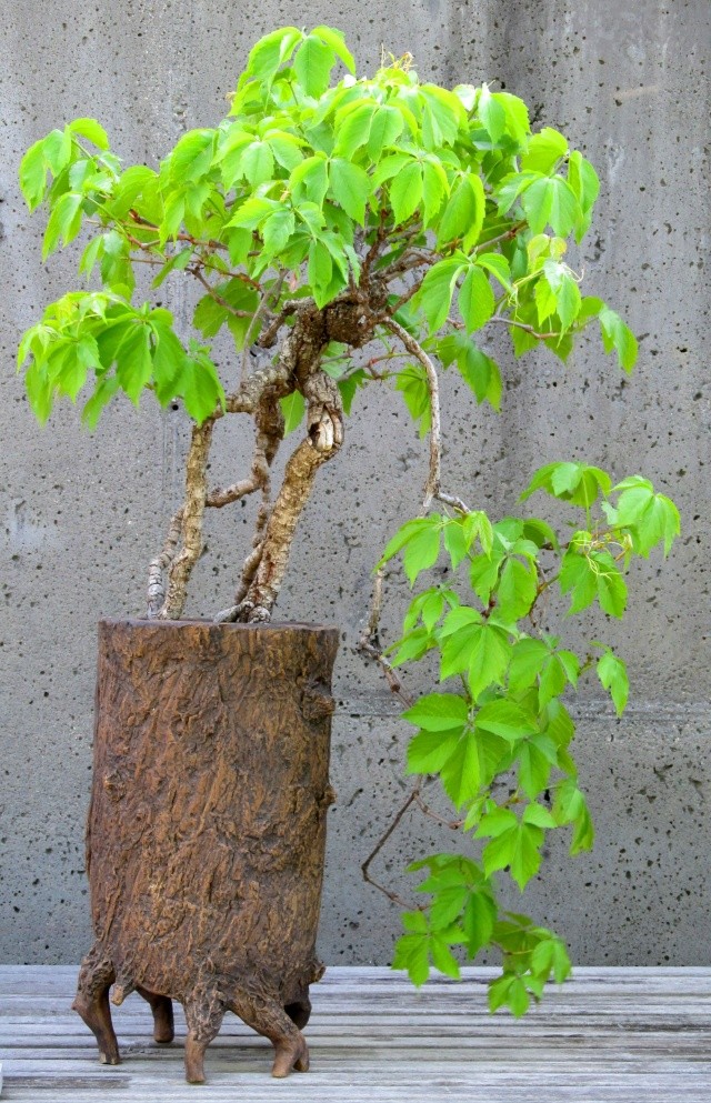 American Bonsai at the NC Arboretum - Page 2 Img_5310