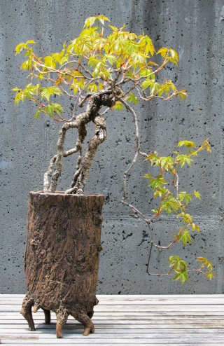 American Bonsai at the NC Arboretum - Page 3 Img_5311