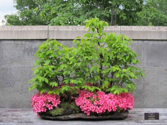 American Bonsai at the NC Arboretum - Page 2 Img_5410