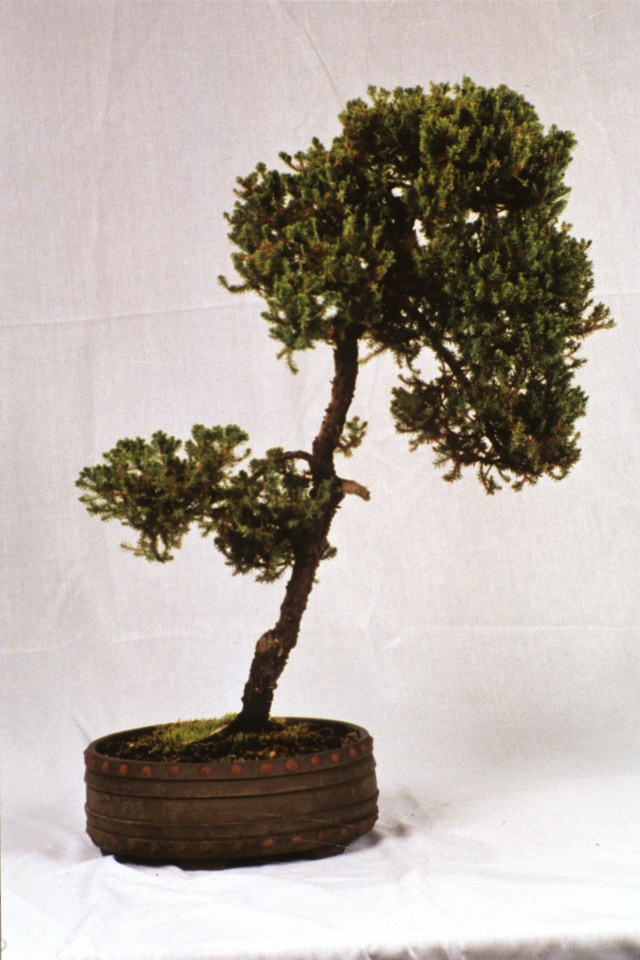 American Bonsai at the NC Arboretum - Page 2 Procum10