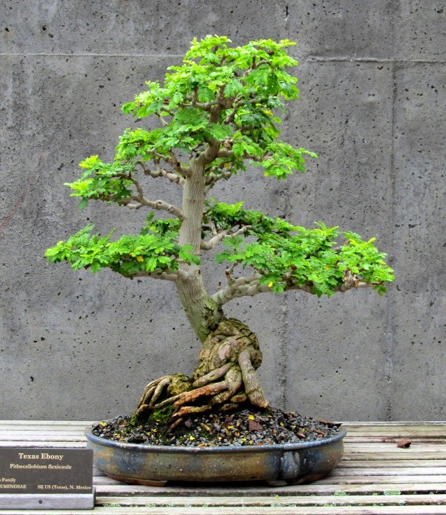 American Bonsai at the NC Arboretum - Page 2 Texas_11