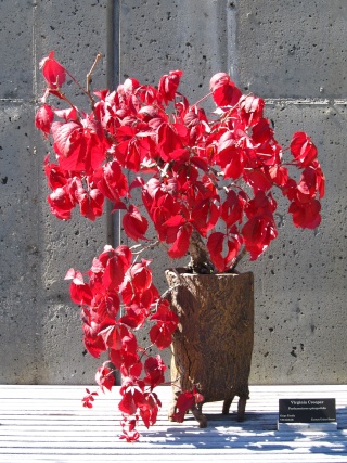 American Bonsai at the NC Arboretum - Page 2 Virgin12