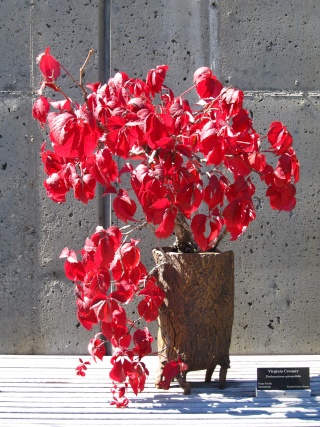 American Bonsai at the NC Arboretum - Page 2 Virgin12