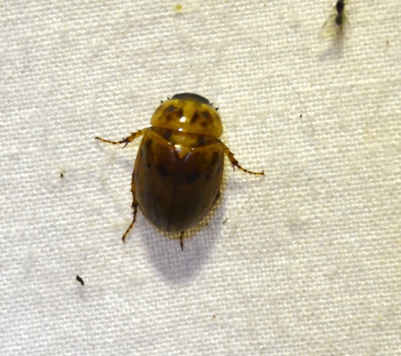 Cyclocephala ? Coleo110