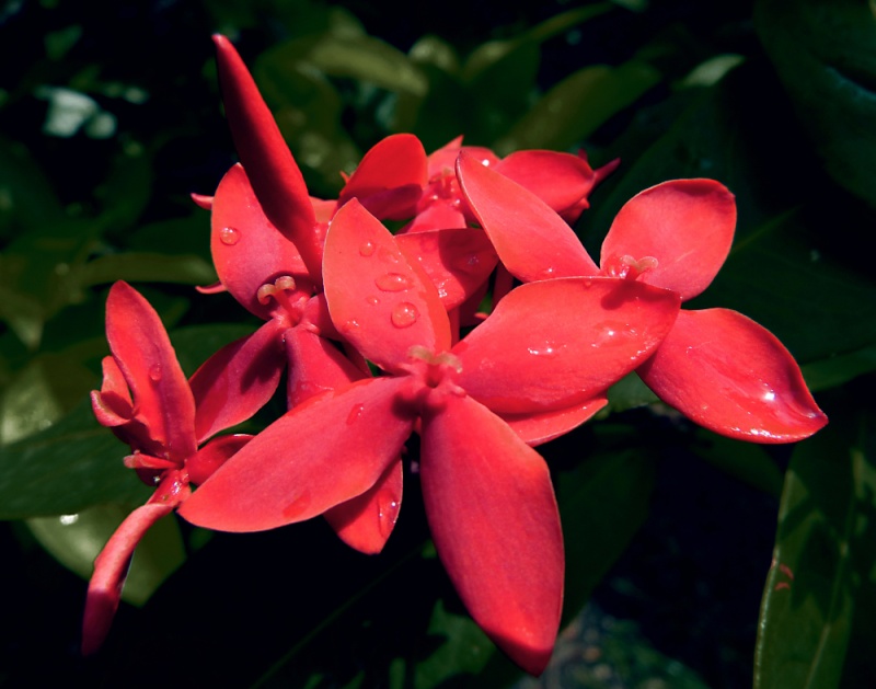 Quelques fleurs de mon jardin ... (+ajouts) Ixora10