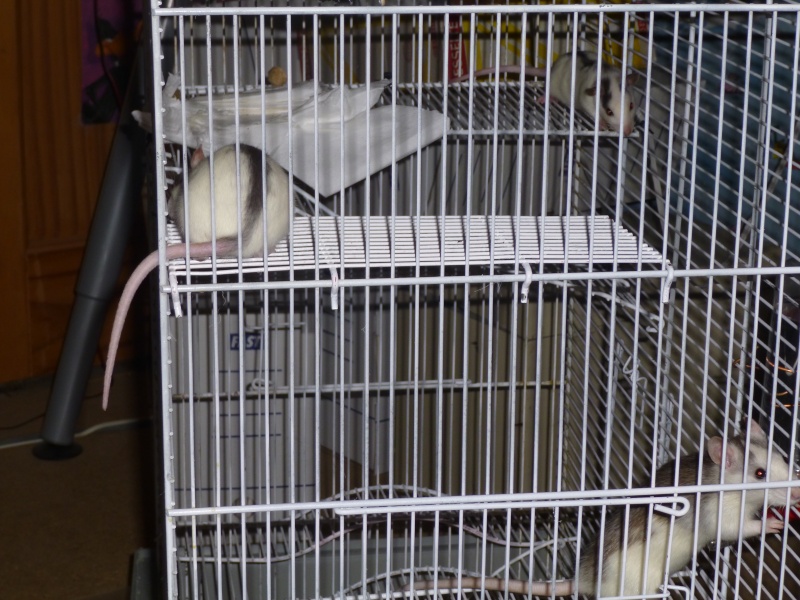 Ratte de 9 et 3 mois (mère et fille) P1000910