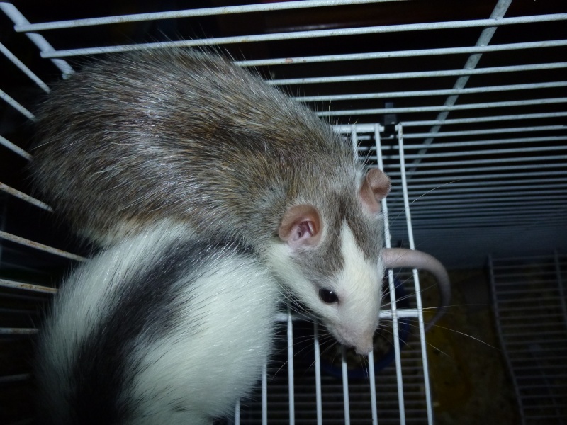 Ratte de 9 et 3 mois (mère et fille) Thaodo10