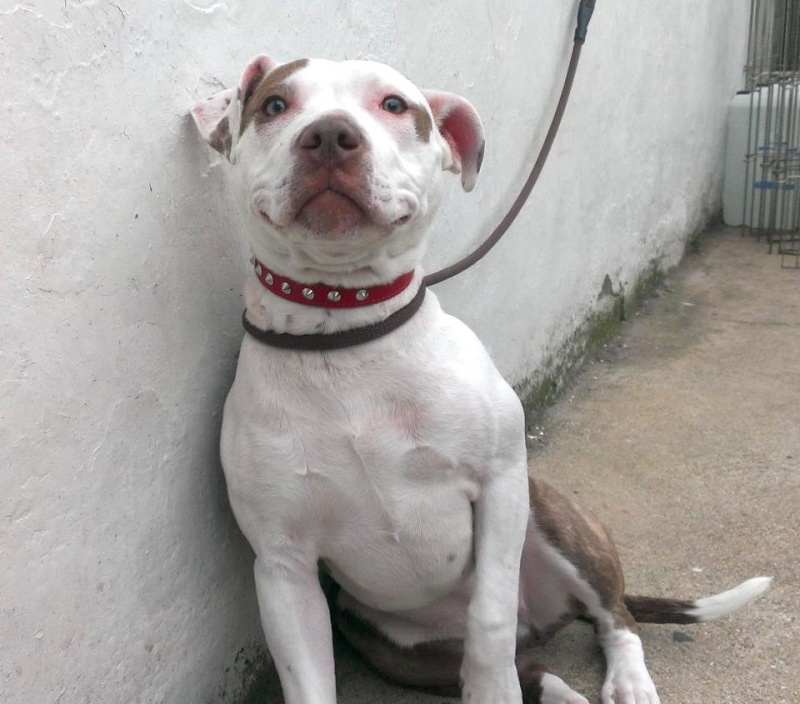 Freya, SBT X female - needs rescue space URGENT (pound overflowing) Homed by pound 16492710