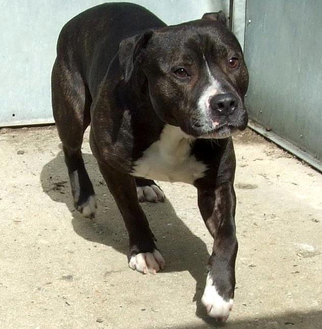 Floyd, SBT - needs rescue space URGENT (pound overflowing)  SAFE 31002810