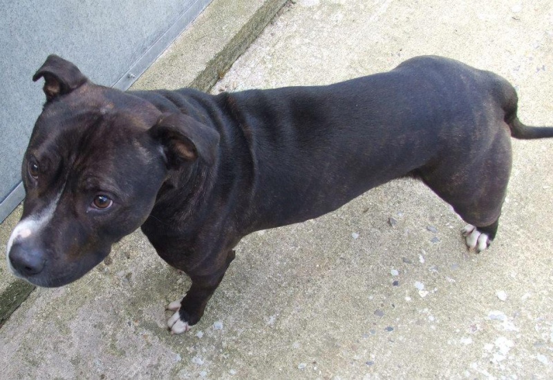 Floyd, SBT - needs rescue space URGENT (pound overflowing)  SAFE 31205510