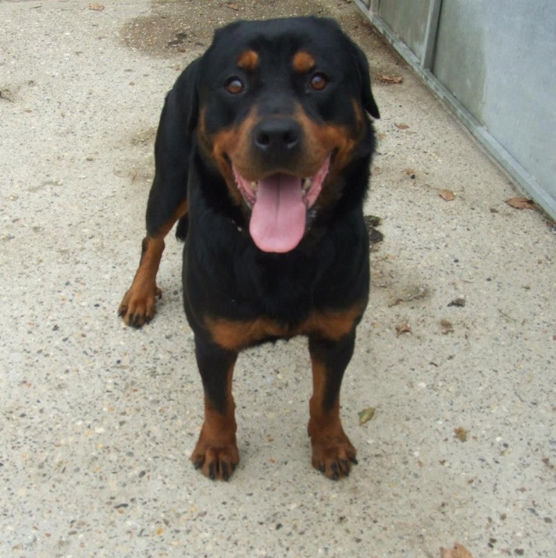 Roxy, Rottweiler - needs rescue space URGENT (pound overflowing) SAFE we need to eb for 2 weeks 38323910