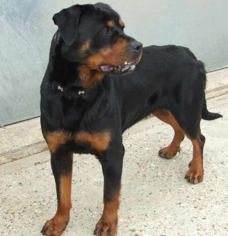 Roxy, Rottweiler - needs rescue space URGENT (pound overflowing) SAFE we need to eb for 2 weeks 40194410