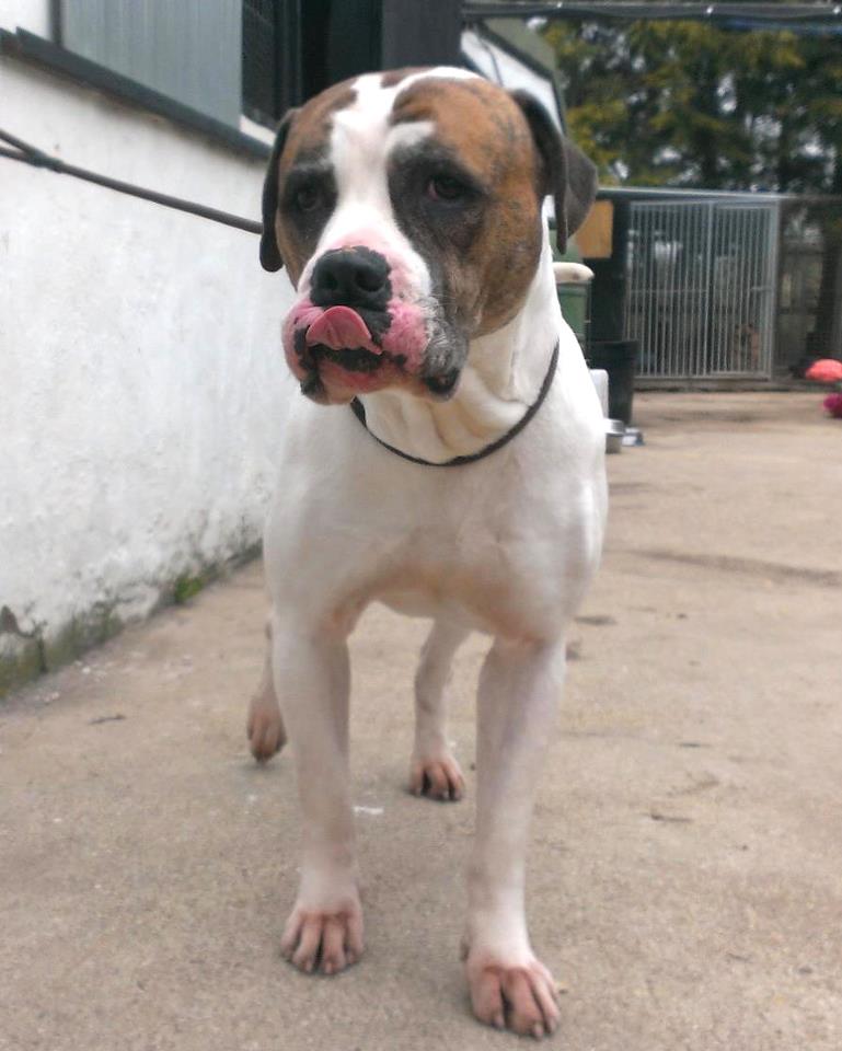 Karma, Mastiff X male - needs rescue space URGENT (pound overflowing) SAFE :) 52534610