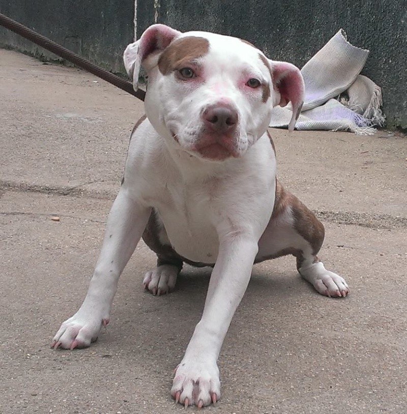 Freya, SBT X female - needs rescue space URGENT (pound overflowing) Homed by pound 52841810