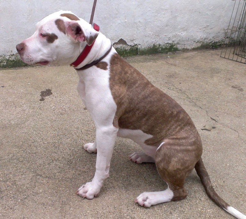 Freya, SBT X female - needs rescue space URGENT (pound overflowing) Homed by pound 93123710