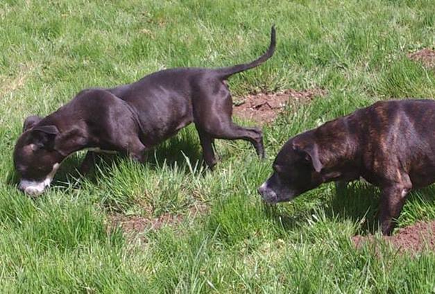 Bruiser SBT and Holly SBT, need URGENT rescue space  SAFE 94345510