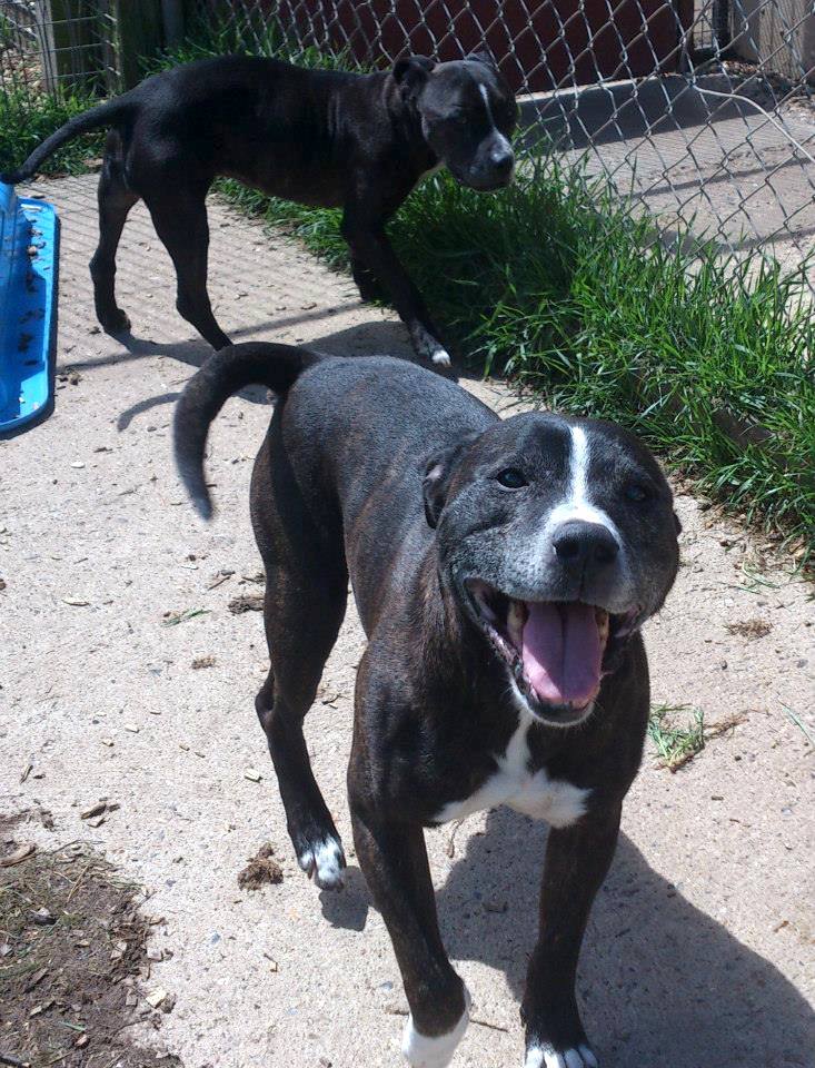 Bruiser SBT and Holly SBT, need URGENT rescue space  SAFE 97226810