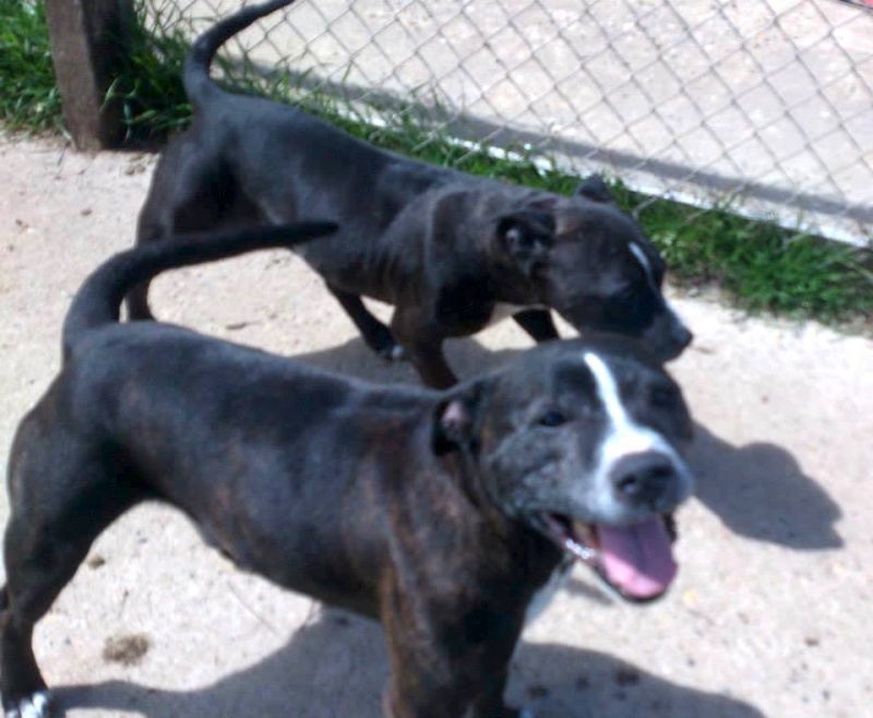 Bruiser SBT and Holly SBT, need URGENT rescue space  SAFE 99691010