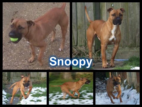 Snoopy SBT x Mastiff needs immediate rescue space - UPDATED  SAFE Snoopy10