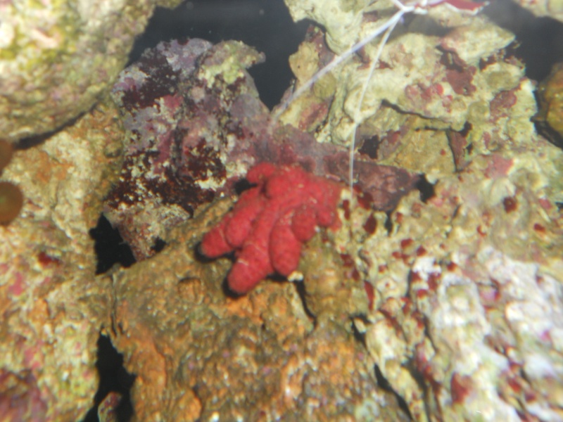 corail rouge du chili Dscn3718