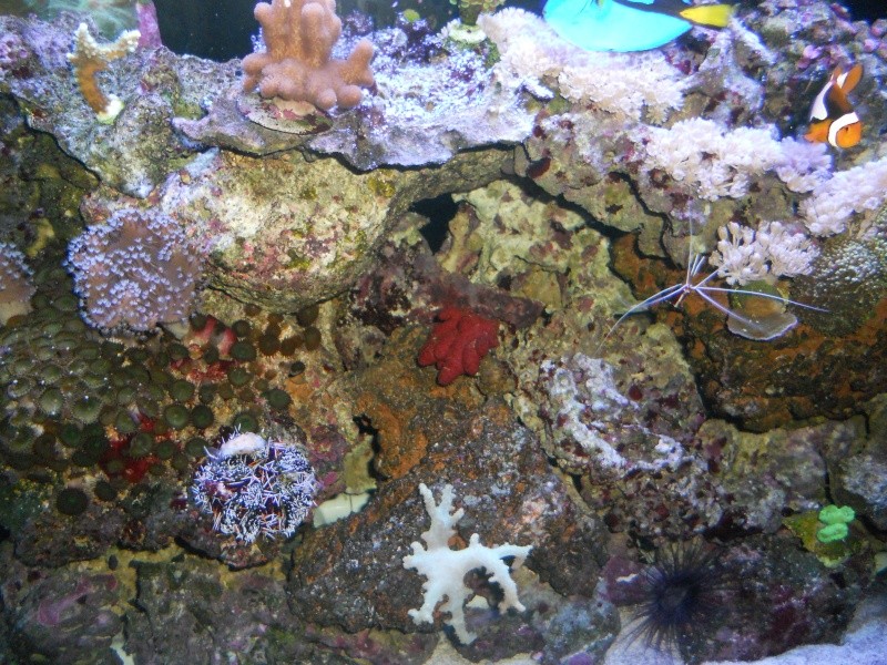 corail rouge du chili Dscn3719
