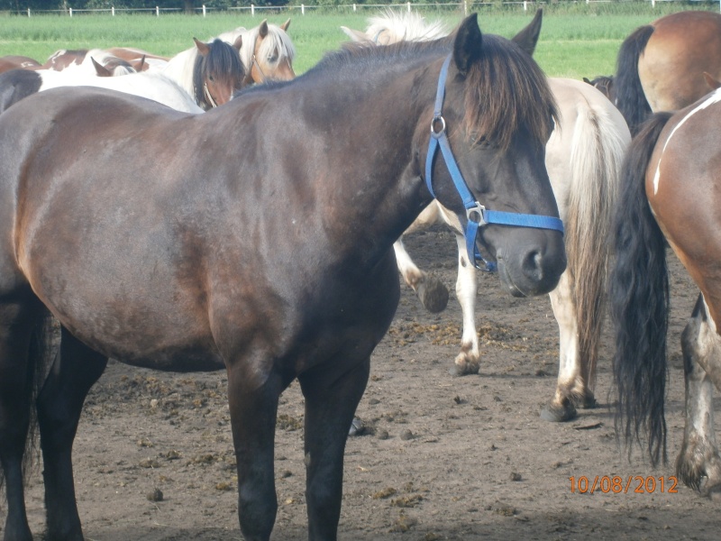 ABC-Spiel mit Ponyfotos :) - Seite 9 Sommer11