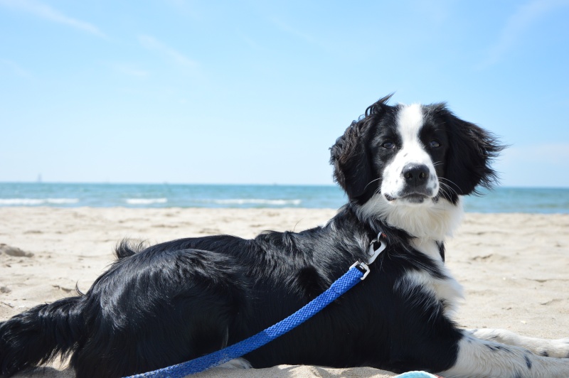 Photo de vos chiens à la plage! - Page 2 Dsc_0015