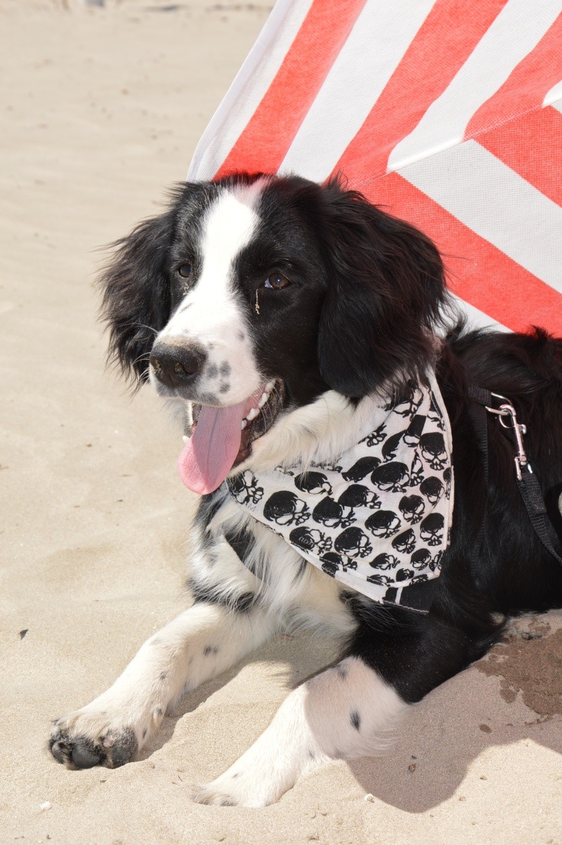 Photo de vos chiens à la plage! - Page 2 Dsc_0110