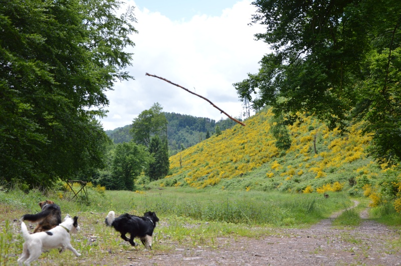 Rando avec les chiens Oberbronn-la Wasenbourg - Page 3 Dsc_0321