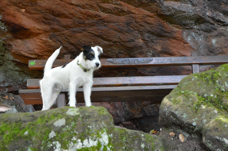 Rando avec les chiens Oberbronn-la Wasenbourg - Page 3 Dsc_0440