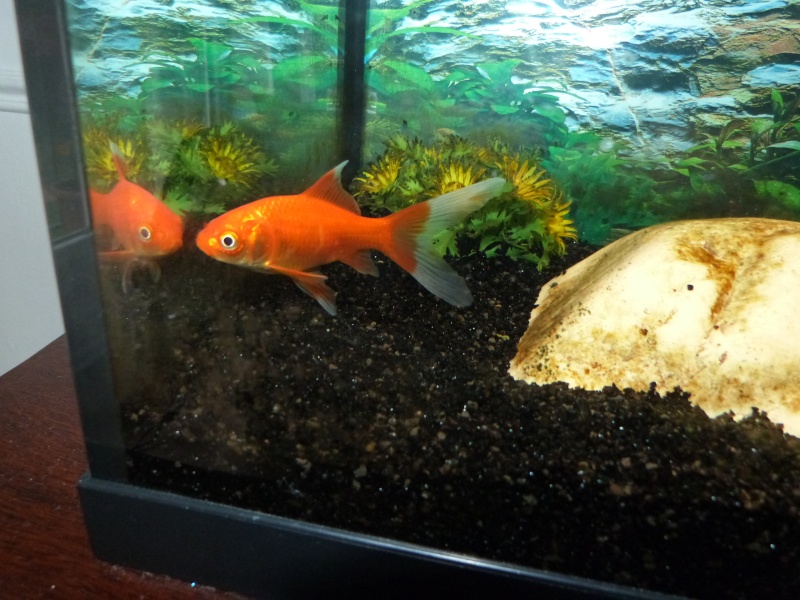 Mes poissons rouges  P1100611